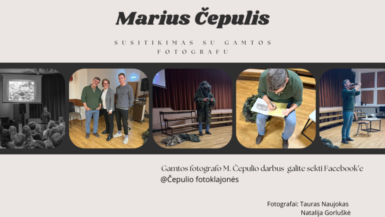 Cepulis